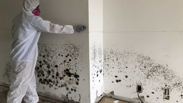 Professional mold remediation specialist in protective gear treating extensive black mold contamination on walls